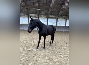 Hannoveraner, Stute, 3 Jahre