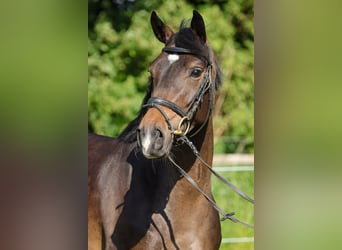 Hannoveraner, Stute, 4 Jahre, 151 cm, Dunkelbrauner