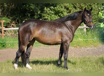 Hannoveraner, Stute, 4 Jahre, 151 cm, Dunkelbrauner