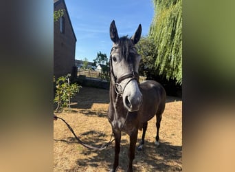 Hannoveraner, Stute, 4 Jahre, 155 cm, Apfelschimmel
