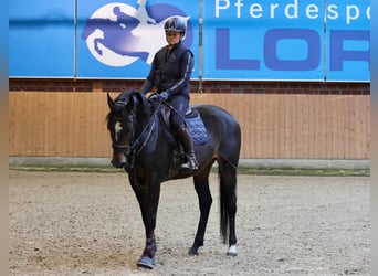Hannoveraner, Stute, 4 Jahre, 155 cm, Brauner