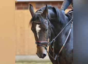 Hannoveraner, Stute, 4 Jahre, 155 cm, Brauner