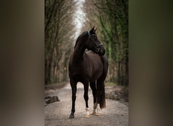 Hannoveraner, Stute, 4 Jahre, 155 cm, Rappe