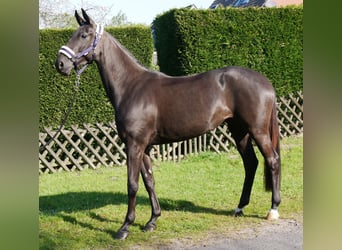 Hannoveraner, Stute, 4 Jahre, 156 cm