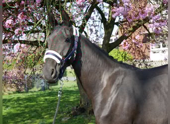 Hannoveraner, Stute, 4 Jahre, 156 cm