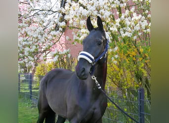 Hannoveraner, Stute, 4 Jahre, 156 cm