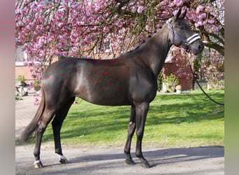 Hannoveraner, Stute, 4 Jahre, 156 cm