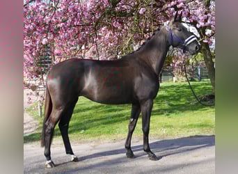 Hannoveraner, Stute, 4 Jahre, 156 cm