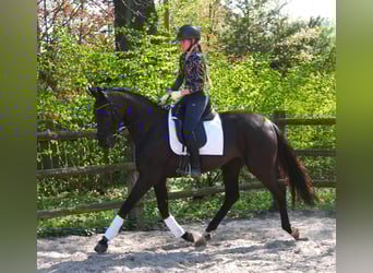 Hannoveraner, Stute, 4 Jahre, 156 cm
