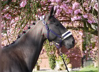 Hannoveraner, Stute, 4 Jahre, 156 cm