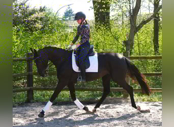 Hannoveraner, Stute, 4 Jahre, 156 cm
