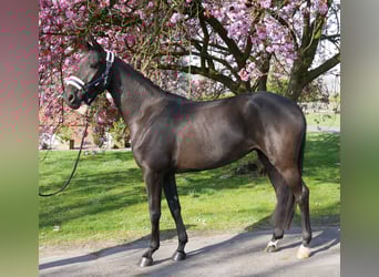 Hannoveraner, Stute, 4 Jahre, 156 cm