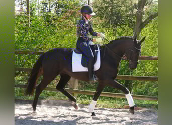 Hannoveraner, Stute, 4 Jahre, 156 cm