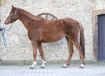 Hannoveraner, Stute, 4 Jahre, 157 cm, Fuchs