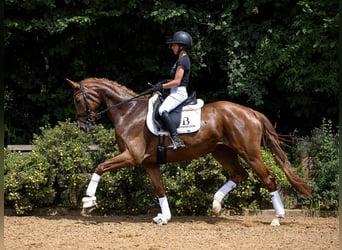 Hannoveraner, Stute, 4 Jahre, 158 cm, Dunkelfuchs