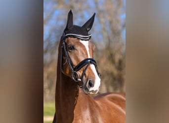 Hannoveraner, Stute, 4 Jahre, 158 cm, Dunkelfuchs