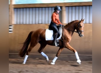 Hannoveraner, Stute, 4 Jahre, 158 cm, Fuchs