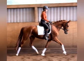 Hannoveraner, Stute, 4 Jahre, 158 cm, Fuchs