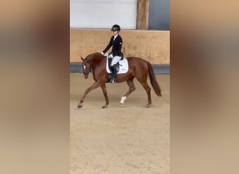 Hannoveraner, Stute, 4 Jahre, 158 cm, Fuchs