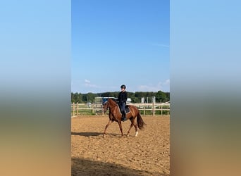 Hannoveraner, Stute, 4 Jahre, 158 cm, Fuchs