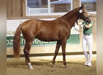 Hannoveraner, Stute, 4 Jahre, 158 cm, Fuchs