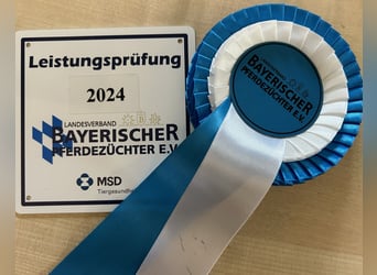 Hannoveraner, Stute, 4 Jahre, 158 cm, Fuchs