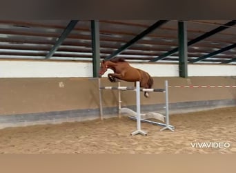 Hannoveraner, Stute, 4 Jahre, 158 cm, Fuchs
