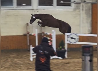 Hannoveraner, Stute, 4 Jahre, 158 cm, Fuchs