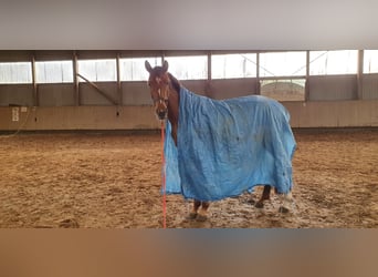 Hannoveraner, Stute, 4 Jahre, 158 cm, Fuchs