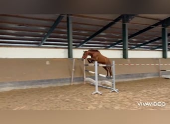 Hannoveraner, Stute, 4 Jahre, 158 cm, Fuchs