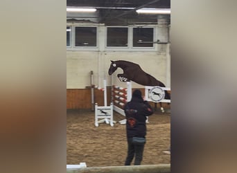 Hannoveraner, Stute, 4 Jahre, 158 cm, Fuchs