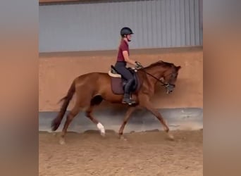 Hannoveraner, Stute, 4 Jahre, 158 cm, Fuchs