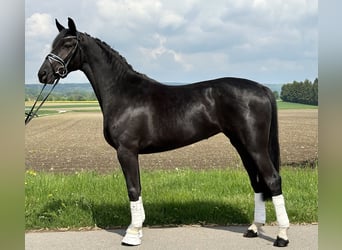 Hannoveraner, Stute, 4 Jahre, 158 cm, Rappe