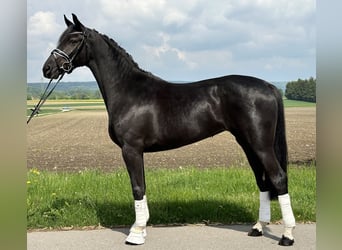 Hannoveraner, Stute, 4 Jahre, 158 cm, Rappe