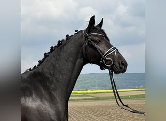Hannoveraner, Stute, 4 Jahre, 158 cm, Rappe