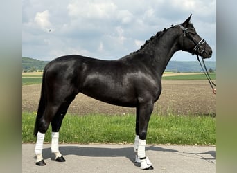 Hannoveraner, Stute, 4 Jahre, 158 cm, Rappe