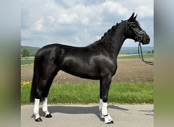 Hannoveraner, Stute, 4 Jahre, 158 cm, Rappe