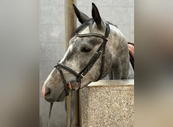 Hannoveraner, Stute, 4 Jahre, 159 cm, Schimmel