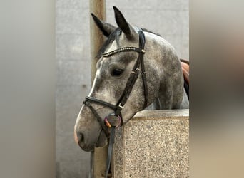 Hannoveraner, Stute, 4 Jahre, 159 cm, Schimmel