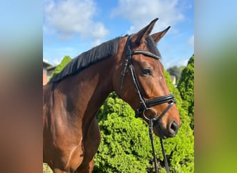 Hannoveraner, Stute, 4 Jahre, 160 cm, Brauner