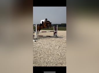 Hannoveraner, Stute, 4 Jahre, 160 cm, Brauner