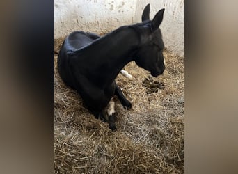 Hannoveraner, Stute, 4 Jahre, 160 cm, Rappe