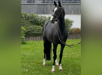 Hannoveraner, Stute, 4 Jahre, 160 cm, Rappe