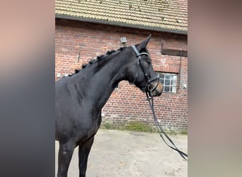 Hannoveraner, Stute, 4 Jahre, 160 cm, Rappe