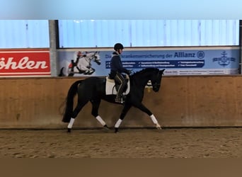 Hannoveraner, Stute, 4 Jahre, 160 cm, Rappe