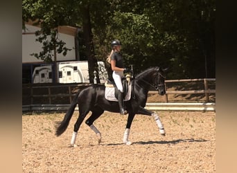 Hannoveraner, Stute, 4 Jahre, 160 cm, Rappe