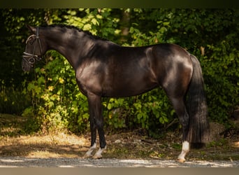 Hannoveraner, Stute, 4 Jahre, 160 cm, Rappe