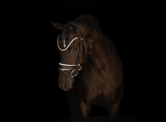 Hannoveraner, Stute, 4 Jahre, 160 cm, Rappe