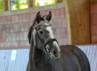 Hannoveraner, Stute, 4 Jahre, 160 cm, Schimmel