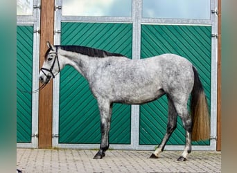 Hannoveraner, Stute, 4 Jahre, 160 cm, Schimmel